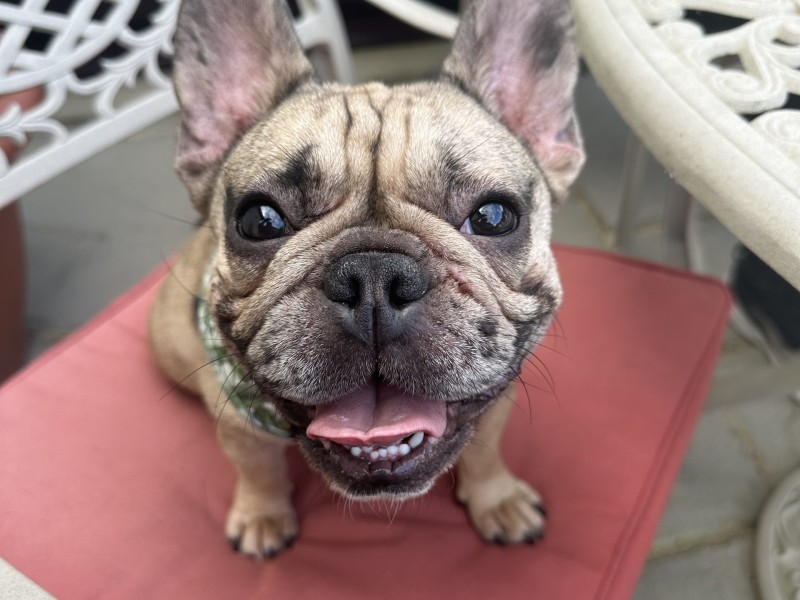 Nova/Noobies the French Bulldog Nova/Noobies the French Bulldog%