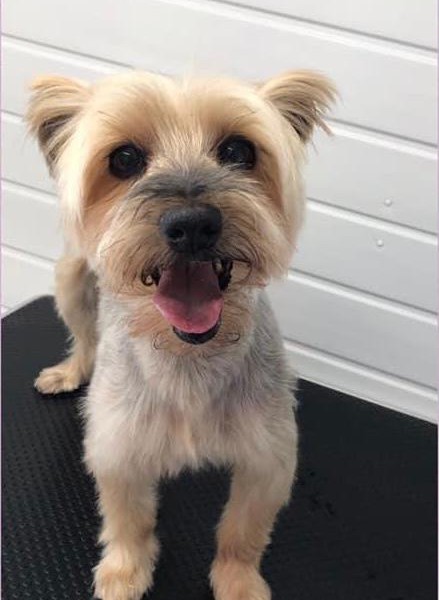 Bess (Bootsie) the Yorkshire Terrier Bess (Bootsie) the Yorkshire Terrier%