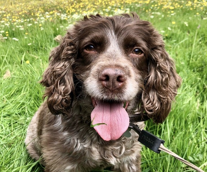 Izzy the Sprocker Izzy the Sprocker%