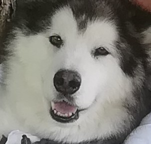 “TANZA” Tanzanite of Heysesicovey (Wintersnow Wolfhounds) the Alaskan Malamute “TANZA” Tanzanite of Heysesicovey (Wintersnow Wolfhounds) the Alaskan Malamute%