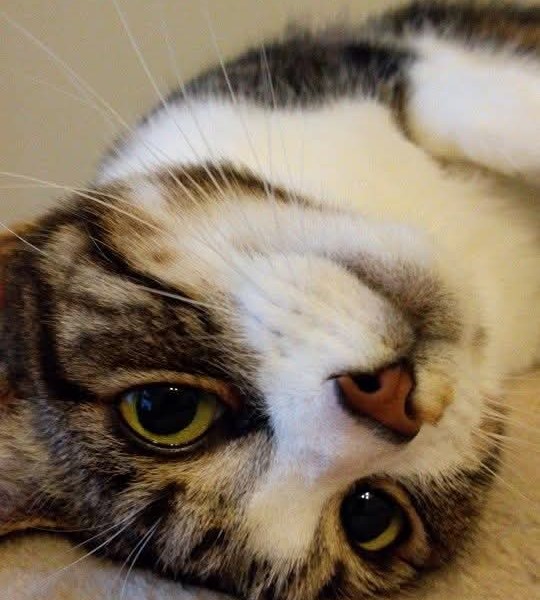 Nahla the Domestic short haired moggy Nahla the Domestic short haired moggy%