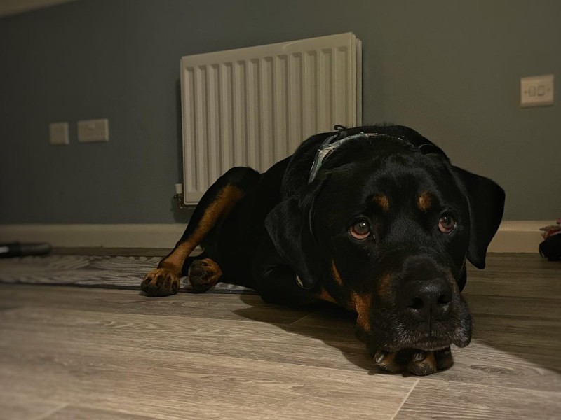Maximus the Rottwieler Maximus the Rottwieler%