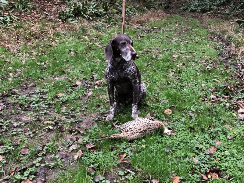 Rodney the German short haired pointer Rodney the German short haired pointer%