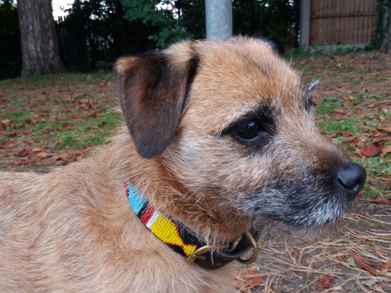 Dexter the Border terrier x Lakeland terrier Dexter the Border terrier x Lakeland terrier%