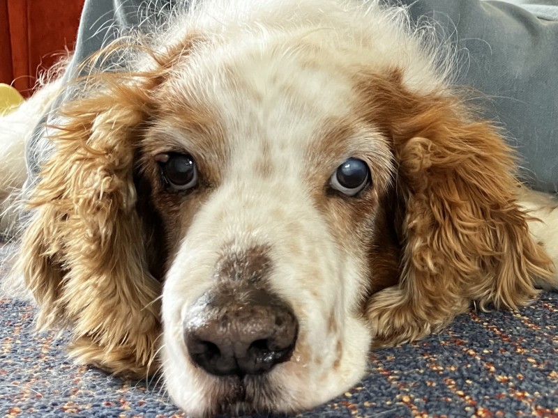 Merryn the Welsh Spring Spaniel Merryn the Welsh Spring Spaniel%