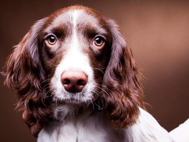 Riley the English Springer Spaniel Riley the English Springer Spaniel%