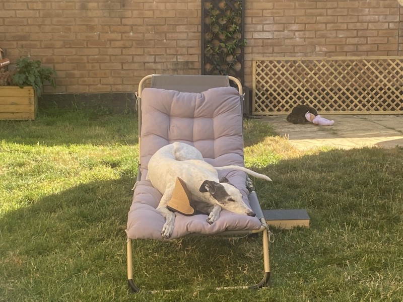 Belle the Greyhound Belle the Greyhound%