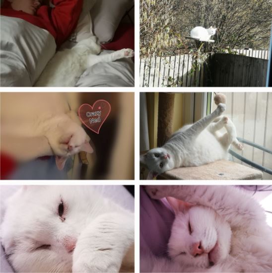 Joe (Ned shortened from Teddy Bear) the White moggie Joe (Ned shortened from Teddy Bear) the White moggie%