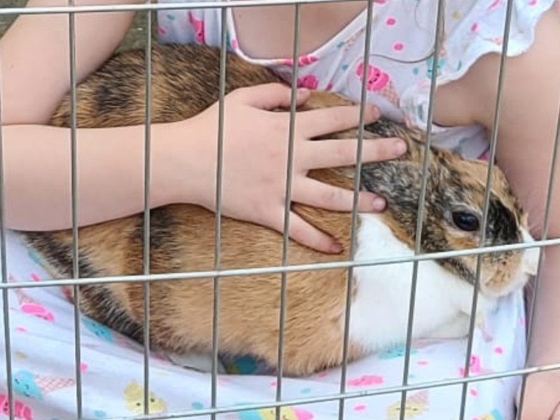Lilly the Dwarf rabbit Lilly the Dwarf rabbit%