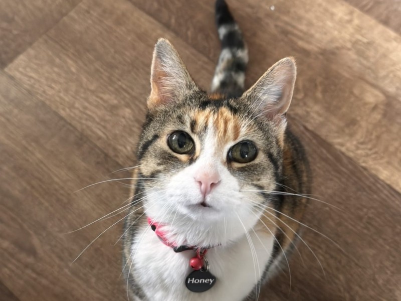 Honey the domestic short haired cat Honey the domestic short haired cat%