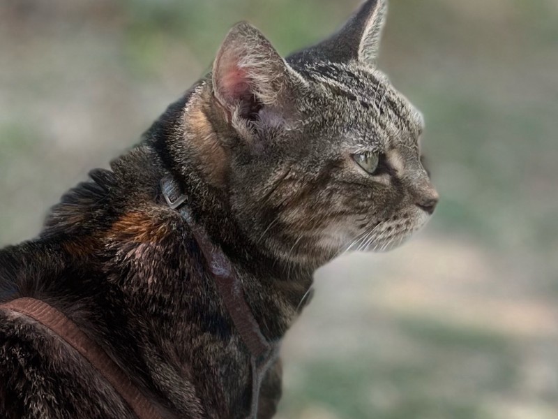 Cleo the Domestic shorthair tabby Cleo the Domestic shorthair tabby%