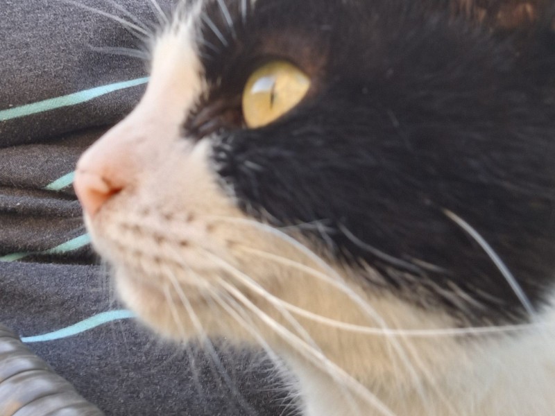 Star the domestic short hair Star the domestic short hair%