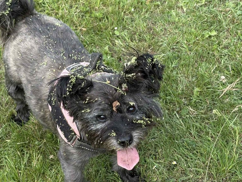 Scruff the Cairn Terrier Scruff the Cairn Terrier%