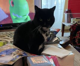 BO (after Bo Diddley) the DSH%