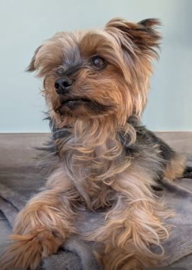 Eric the Yorkshire Terrier%