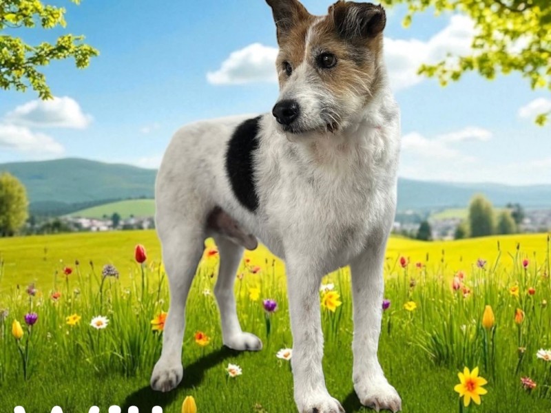 WILL the Parson Russell%