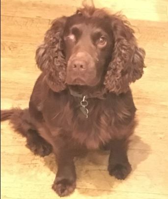 Fergus the Working Cocker Spaniel%