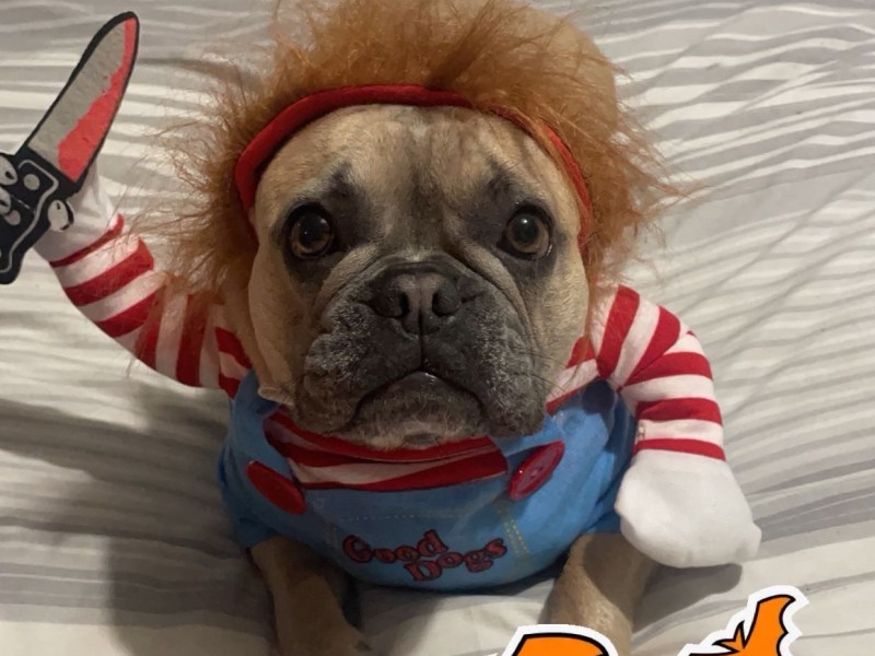 Nina the French bulldog%