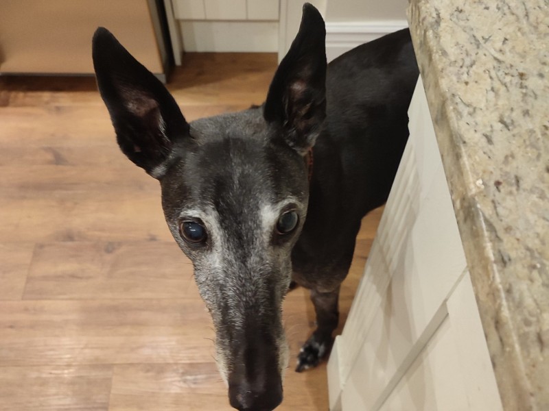 Monty the Greyhound Monty the Greyhound%