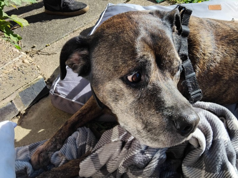 Reney the Rottweiler x%