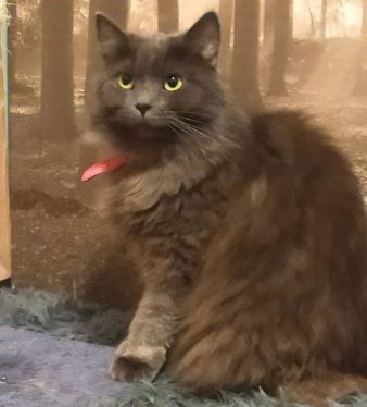 Pixie the Ragdoll cat%