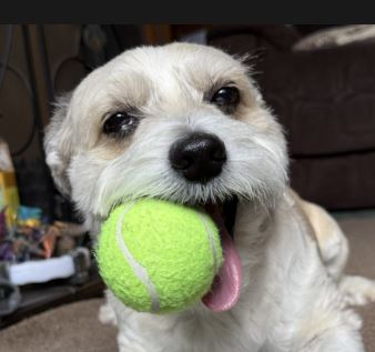 Ozzy the Shih-Tzu cross Ozzy the Shih-Tzu cross%