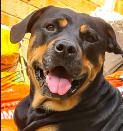 Belle the ROTTWEILER X%