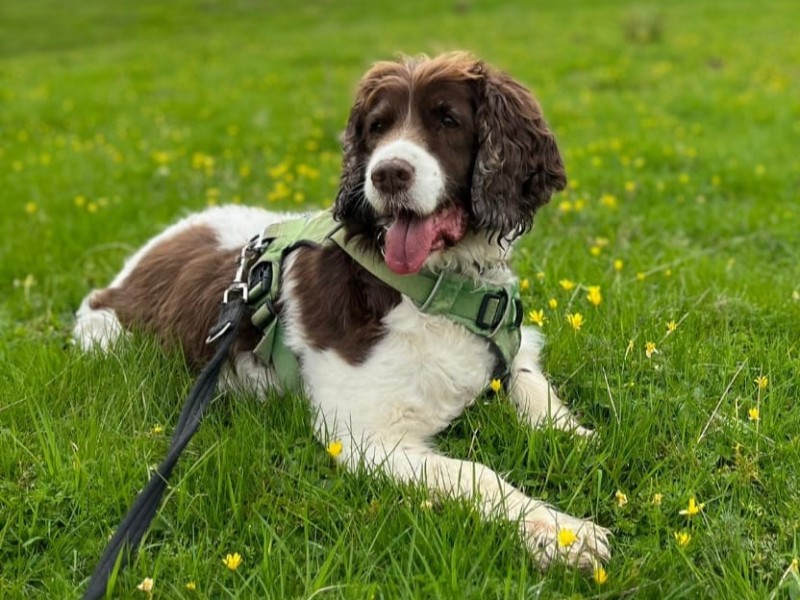 Evie the English springer spaniel%