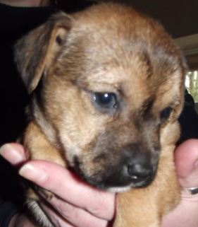 Gus the gorgeous the Staffy cross with another type of terrier%