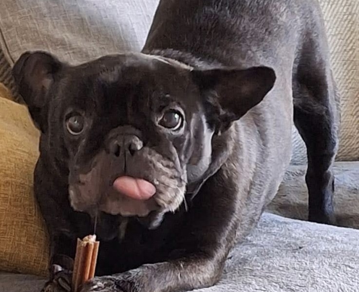 Roxy the French bulldog%