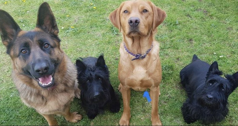 Harry and Lola the Scottish Terriors%
