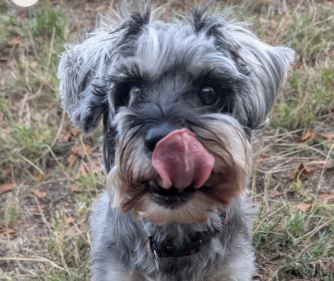 Mabel the Miniature Schnauzer%