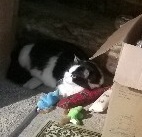 Pixie the Long-hair mixed breed%