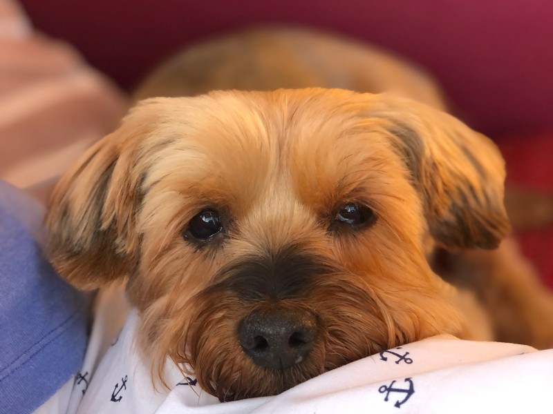 Tiger the Yorkshire Terrier%