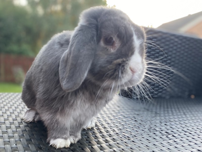 Onni the Mini lop rabbit%