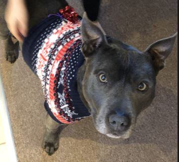 Jake the Staffordshire bull terrier%