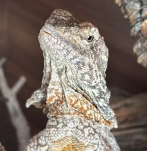 Katana the Frilled dragon%