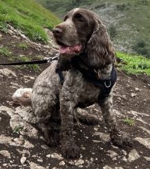 Percy the Cocker spaniel%