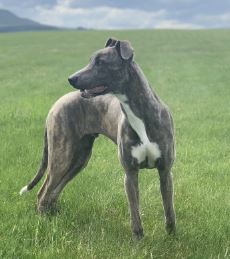 Rio the Lurcher (bull greyhound / foxhound)%