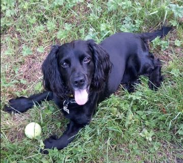 Sydney the Cocker Spaniel%