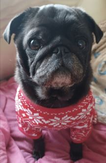 Florence the Pug%