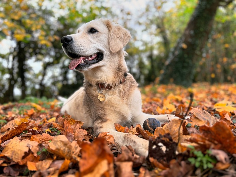 Koura the Golden Retriever%
