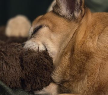 Charliie the Chihuahua%