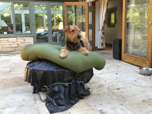 Archie the Airedale Terrier%