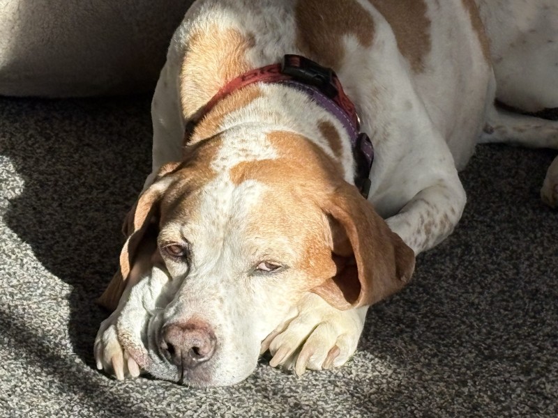 Nessa the English Pointer%