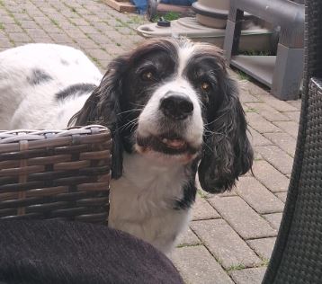 Reggie the Black & white english springer%