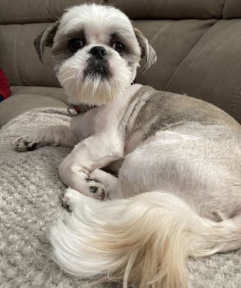 Archie the Shih tzu%