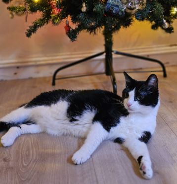 Bella the Domestic short haired black and white%