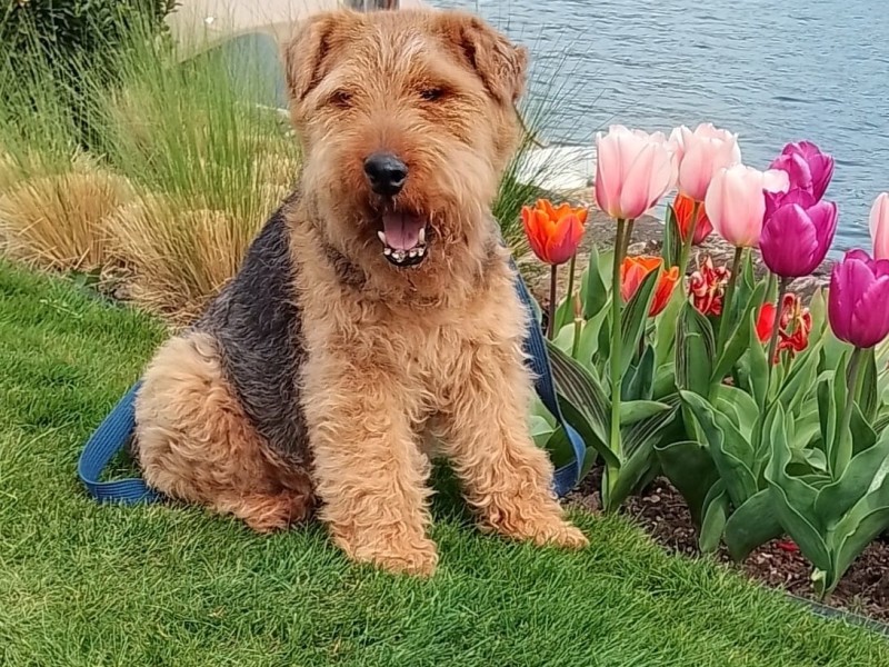 Bertie the Welsh Terrier%