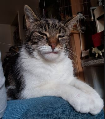 Bob the Runt of the litter moggy%